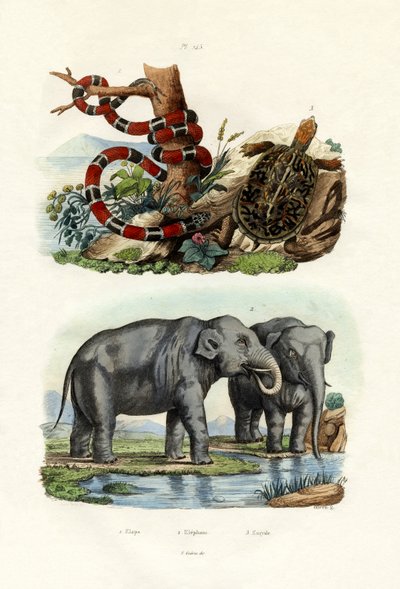 कोरल स्नेक, 1833-39 द्वारा फ्रेंच स्कूल